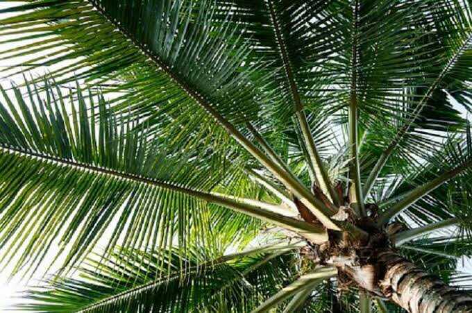 Manfaat daun pohon kelapa