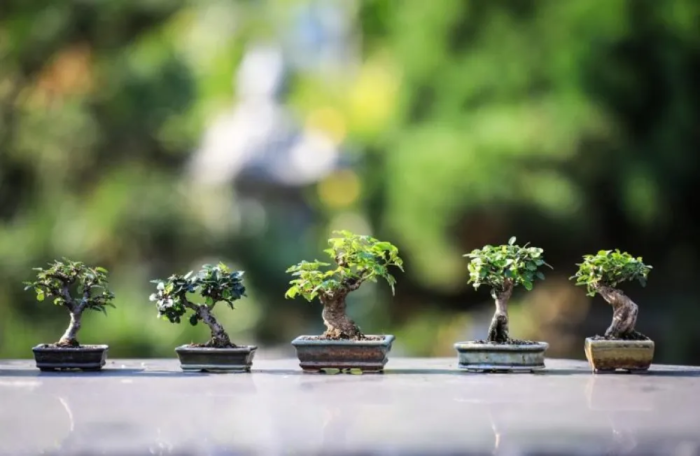 cara membuat bonsai untuk pemula