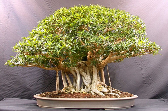 cara membuat bonsai untuk pemula
