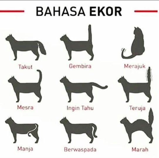 mengenali bahasa kucing