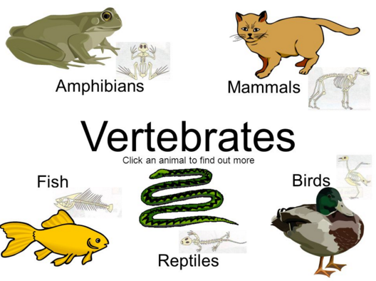 kelompok hewan vertebrata