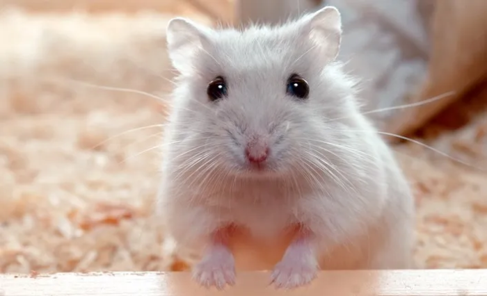 cara membedakan hamster jantan dan betina