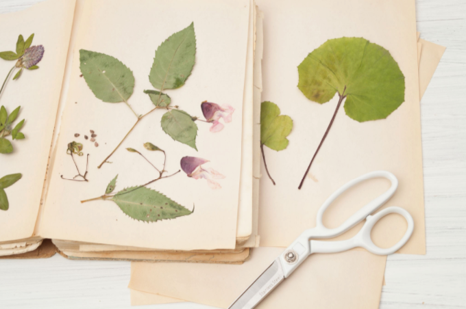 cara membuat herbarium kering